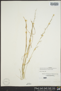 Aristida purpurascens image