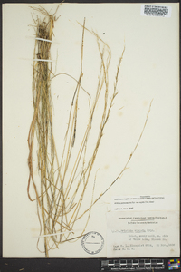 Aristida purpurascens image