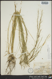 Aristida purpurascens image