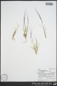 Aristida purpurascens image