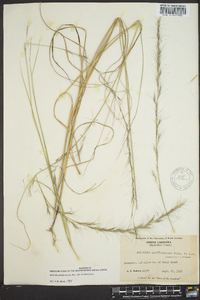 Aristida purpurascens image