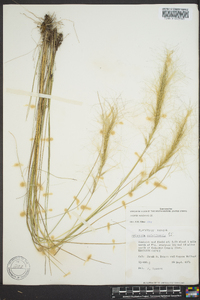 Aristida spiciformis image