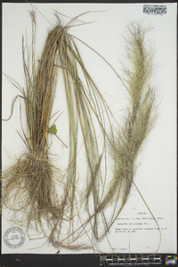 Aristida spiciformis image