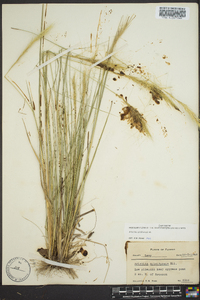 Aristida spiciformis image