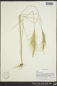 Aristida spiciformis image