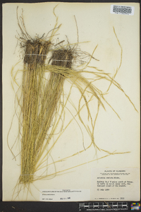 Aristida stricta image