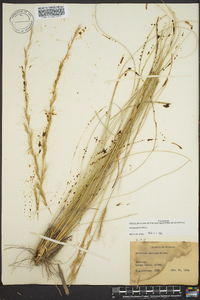 Aristida stricta image