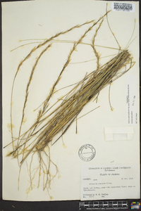 Aristida stricta image