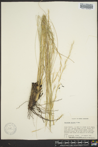 Aristida stricta image