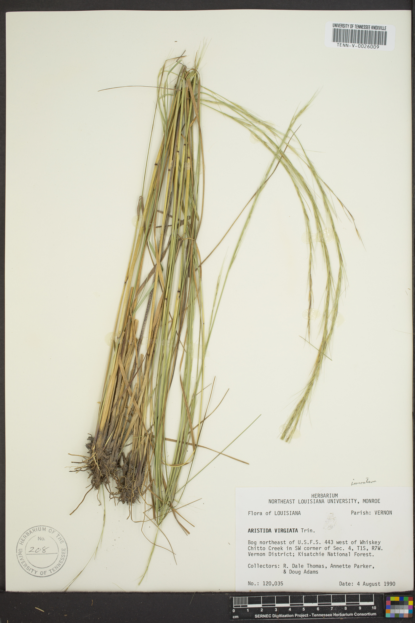 Aristida virgata image