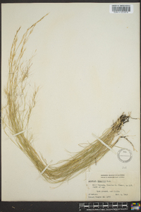 Aristida purpurea var. wrightii image