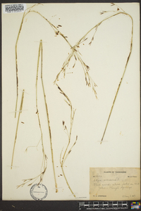 Stipa avenacea image