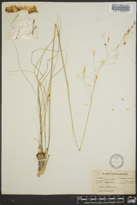 Stipa avenacea image