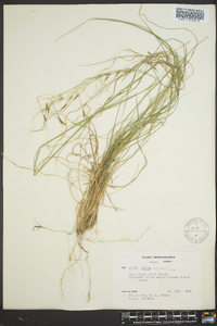 Stipa avenacea image