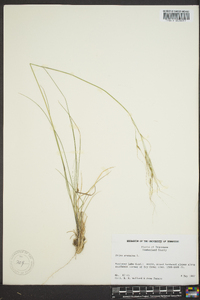 Stipa avenacea image