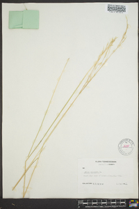 Stipa avenacea image