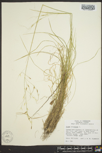 Stipa avenacea image