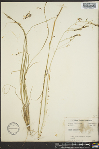 Stipa avenacea image