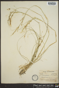 Stipa avenacea image