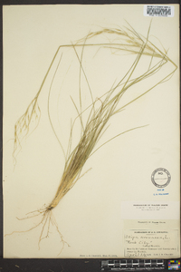 Stipa avenacea image