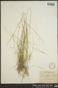 Stipa avenacea image