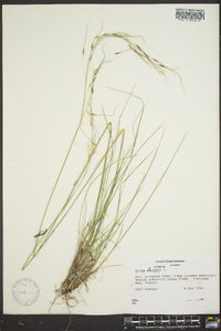 Stipa avenacea image