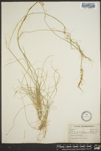 Stipa avenacea image