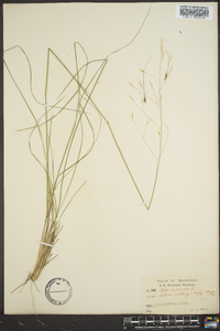 Stipa avenacea image