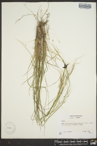 Stipa avenacea image