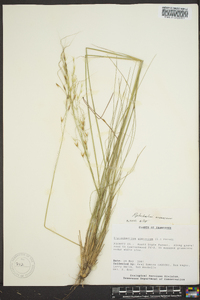 Stipa avenacea image