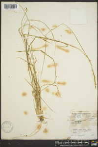 Stipa avenacea image