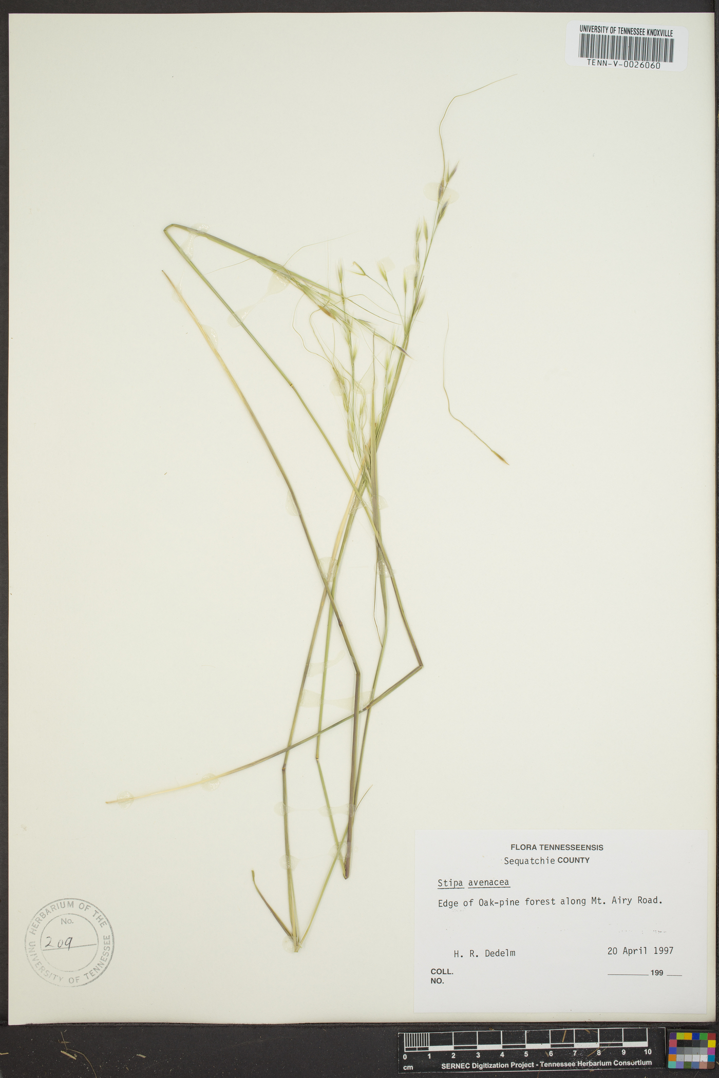 Stipa avenacea image