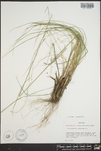 Stipa avenacea image