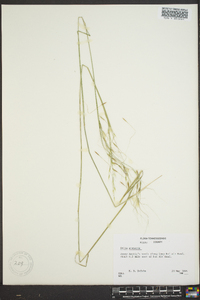 Stipa avenacea image