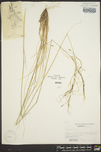 Stipa avenacea image