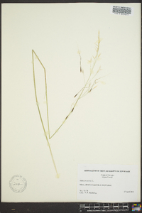 Stipa avenacea image