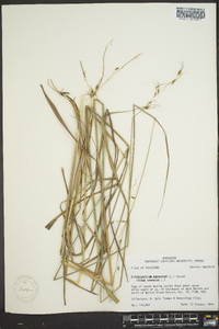 Stipa avenacea image