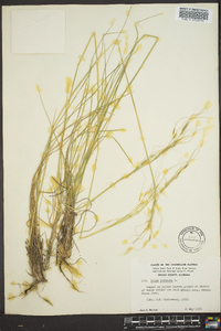 Stipa avenacea image