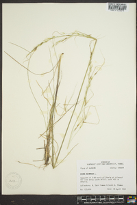 Stipa avenacea image