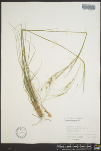 Stipa avenacea image