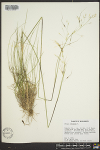 Stipa avenacea image