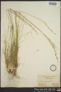 Stipa avenacea image