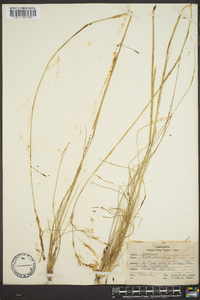 Stipa avenacea image