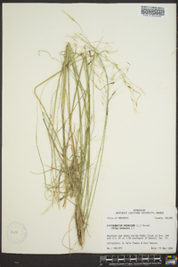 Stipa avenacea image