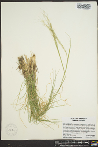 Stipa avenacea image