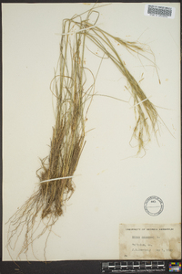 Stipa avenacea image