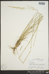 Stipa avenacea image