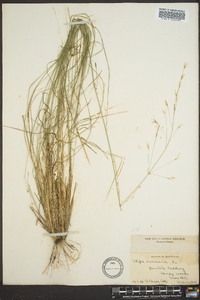 Stipa avenacea image