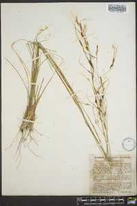 Stipa avenacea image