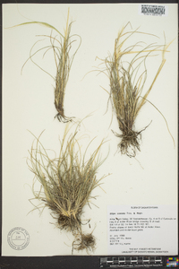 Hesperostipa comata subsp. comata image